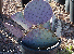 Purple Prickley Pear
